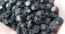 Mam do sprzedania okolo 1000 kg porzeczki czarnej suszonej.Porzeczka