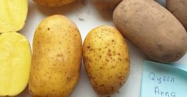 Sprzedajemy żółte ziemniaki Queen Anna. Pakowanie 15 kg. Bezpośrednio