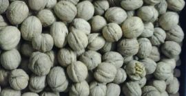 Orzechy Ucraina są sprzedawane 2019 kaliber 32+