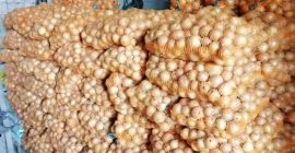 Cebula odmiana Rijnsburger 5, luz lub worek 15 kg