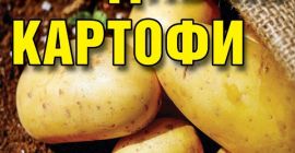 Sprzedaję ziemniaki przeznaczone do spożycia w średnich i dużych