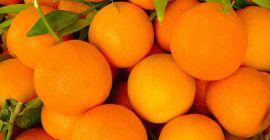 Kupuję pomarańcze i organiczne mandarynki, ostatnio zerwane z Hiszpanii