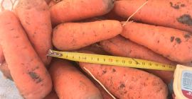sprzedam kaskadę odmian marchwi wysokiej jakości