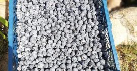 Sprzedam świeżą borówkę amerykańską w okresie lipiec-wrzesień. Cena, opakowanie,