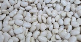 Fasola Jaś Karłowy 90–110 – sprzedaż hurtowa. Oferuję hurtowe