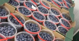 Witam pomogę zorganizować świeże owoce z Hiszpanii truskawka borówka