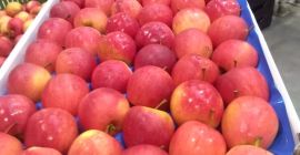 Mam na wywóz różne odmiany i kalibry jabłek. Certyfikaty