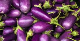 Organiczne bakłażany na eksport, dostarczamy nasze bakłażany na całym