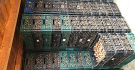 Sprzedajemy orzechy, certyfikat ECOLOGIC, własna produkcja 2019, 100% rumuńskie