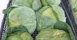 Oferujemy świeżą kapustę zimową z Albanii. Kapusta ma 3-4
