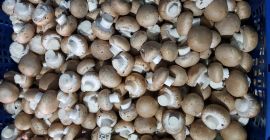 Sprzedam pieczarke brązowa, boczniak oraz shitake