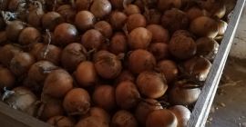 Sprzedam cebulę w złotej łusce fazerowaną kal 5-9 worek,