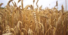 Witam kupie każda ilość Orkisz / Orkisz Bio /
