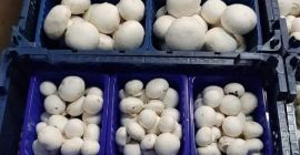 Jestesmy producentem pieczarki bialej. Sprzedamy pieczarki. Ilosci hurtowe. Rożny