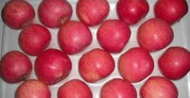 Qinguan Apples The thick skin of the Fuji apple