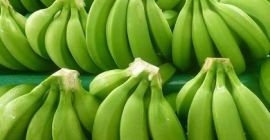 Green Cavendish Banana Cavendish bananas are the fruits of