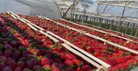 TRUSKAWKI BEZPOŚREDNIO OD PRODUCENTA W ALBANII! Rewelacyjny smak i