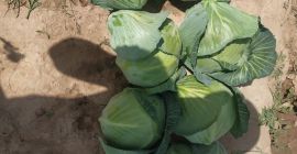 Sprzedajemy młode kapusty ze słonecznego Uzbekistanu. Kapusta doskonałej jakości,