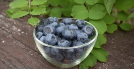 Borówka na Górce podejmie współprace. Jesteśmy producent borówki amerykańskiej.