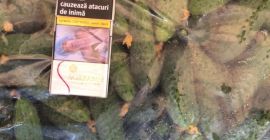 Firma România sprzedaje ogórki kaliber 7-13 cm, w workach