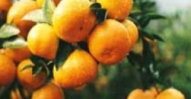 Fresh Mandarin We are a Exporter and supplier of