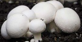 Sprzedam pieczarki białe, świeże.