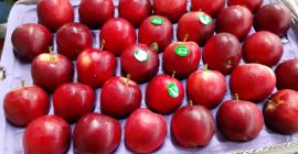 W ciągu roku w magazynie mamy: Royal Gala Granny