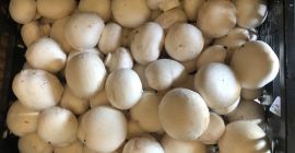 Sprzedam świeże pieczarki prosto od producenta. Przy większej ilości