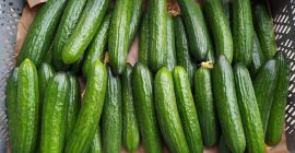 Nawiąże współpracę z odbiorcą ogórka szklarniowego odmiana Pacto uprawiana