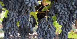 Dear Sir/Madam Procom is a major supplier of agricultural
