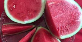 The watermelon (Citrullus lanatus) is a large, sweet fruit