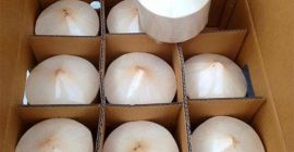 TYPE: Green Coconut, Top Cut Coconut, Diamond Coconut, Polished