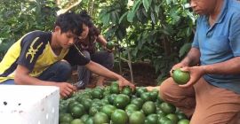 Tropical Fresh Juicy Sweet Longan Name fruit : LONGAN.