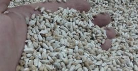 Krokosz bawarski 98% 9% Worki, begi Opłata na polska