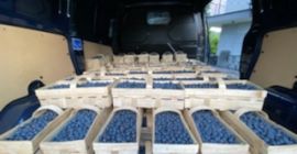 Sprzedam świeżą borówkę ,duke w okresie czerwiec - lipiec
