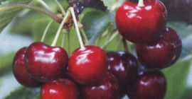 Mała farma w Bułgarii ma ogród wiśniowy z odmianami