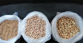 Groch, cały, walenie, paczka 50 kg, 500 ton miesięcznie,