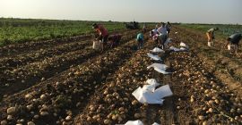 Sprzedaję około 500 ton wysokiej jakości ziemniaków od 15