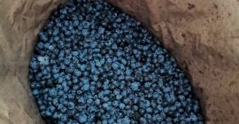 Sprzedam Borówkę amerykańską mrożoną, bardzo dobrej jakosci, pakowana w