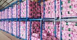 Jesteśmy dostawcą białego czosnku z Chin o dużej produkcji.