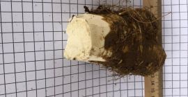 OFERTA EKOLOGICZNEGO CHRZANU UKRAIŃSKIEGO w ilości 20 ton z