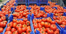 Zostaliśmy sprzedaży owoców i warzyw z Turcji. Proszę o