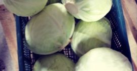 Sprzedam kapustę białą, kal 1,5-4kg. Luzem lub w big