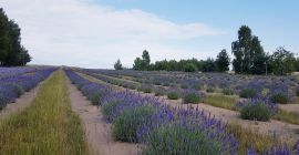 Sprzedam susz lawendowy z plantacji ekologicznej.Na naszej plantacji znajdą