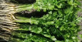 Posiadam na sprzedaż natkę pietruszki cietej lub rwanej z