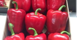 Sprzedam Paprykę czerwoną klasa 1. Szukamy odbiorców na ilości