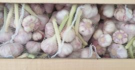 Czosnek importowany. Kraj pochodzenia: Egipt Cena za 1 kg