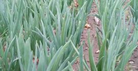 świeży dorodny szczypior z cebuli wysadowej...polecam