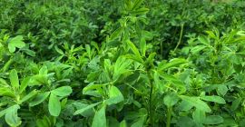 Bele siana z lucerny / luzernu 20 kg (małe