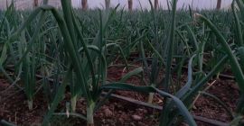 Sprzedaję 25000 -30000 nici z zielonej cebuli, cena 0,10